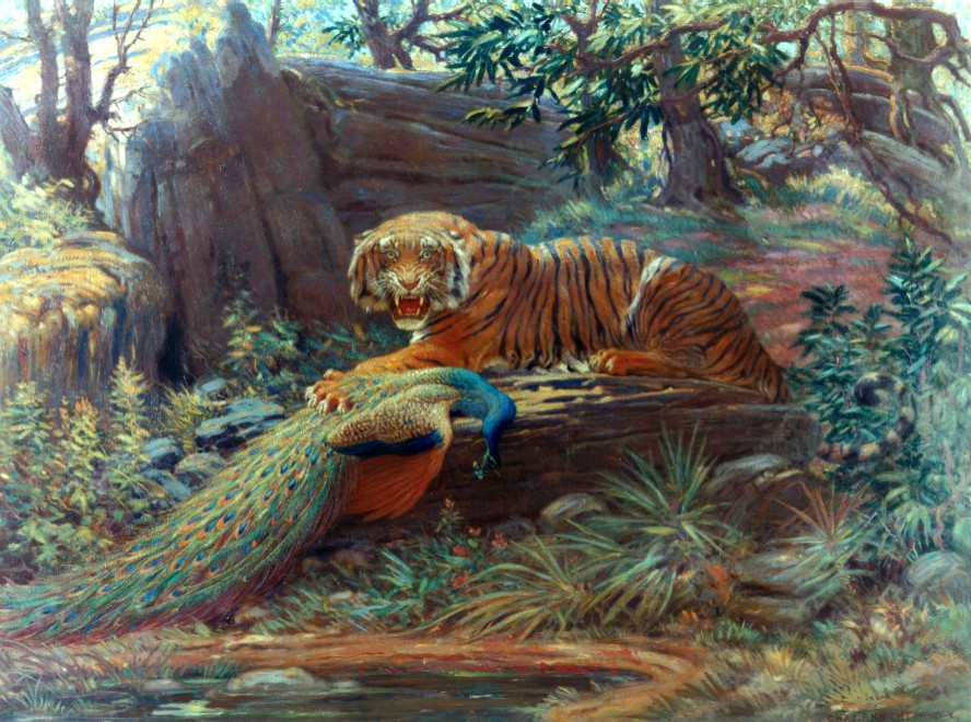 Hunters holding Manchurian Tiger at bay. 